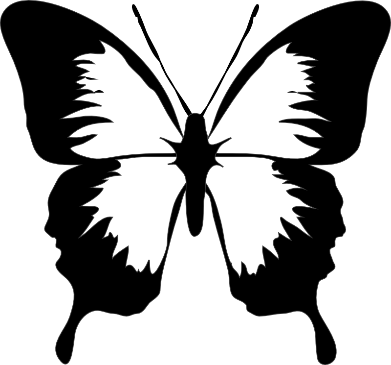 pngfind.com-papillon-png-6876140